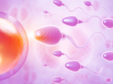 Sperm retrieval procedure